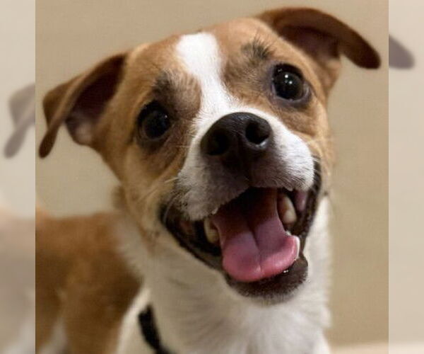 Medium Photo #1 Mutt Puppy For Sale in Pleasanton, CA, USA