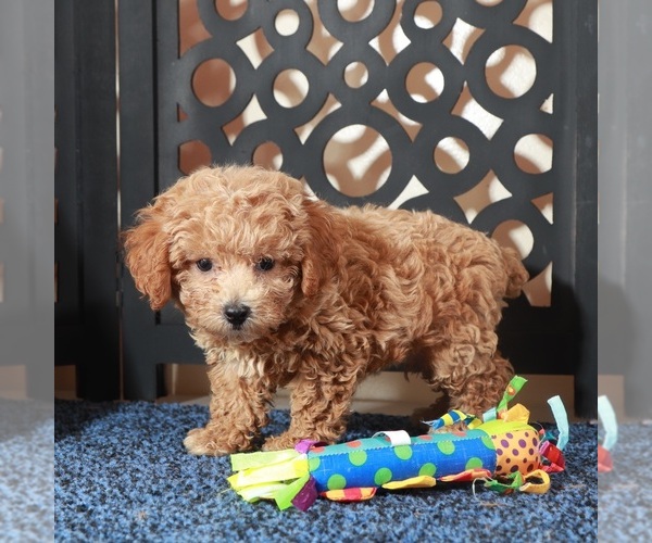 Medium Photo #2 Poochon Puppy For Sale in MOUNT VERNON, OH, USA