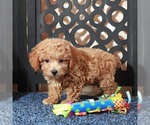 Small #1 Poochon