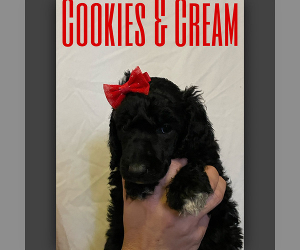 Medium Photo #1 Poodle (Standard) Puppy For Sale in TRINITY, NC, USA