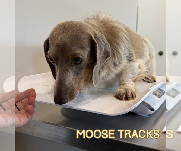 Medium Photo #3 Dachshund Puppy For Sale in San Antonio, TX, USA