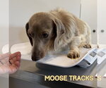 Small #2 Dachshund