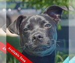 Small Boglen Terrier
