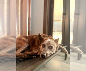 SOKKA #2 - Male Mutt Dog for Adoption - Photo #2