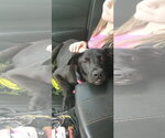 Small #2 Labrador Retriever Mix