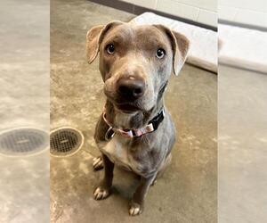 Medium American Pit Bull Terrier