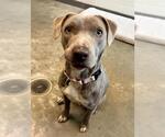 Small American Pit Bull Terrier