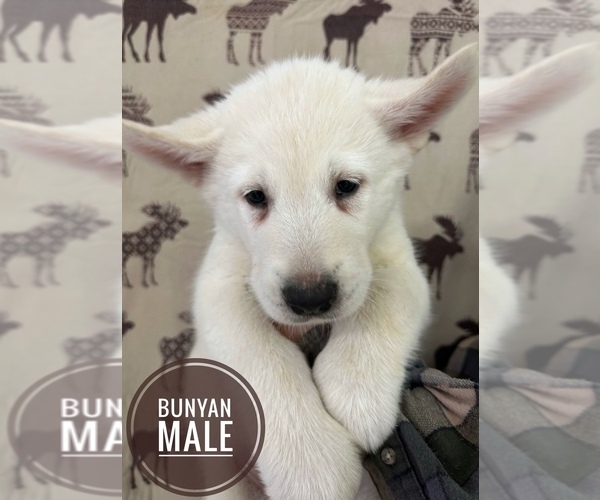 Medium Photo #5 Alaskan Malamute Puppy For Sale in NORTH POLE, AK, USA