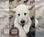 Small Photo #5 Alaskan Malamute Puppy For Sale in NORTH POLE, AK, USA