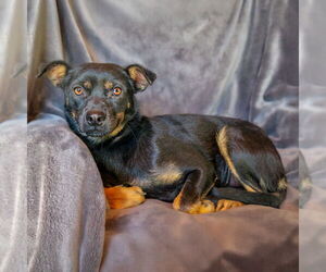 Rat-Cha Dogs for adoption in Albuquerque, NM, USA