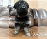 Puppy 6 Australian Shepherd-German Shepherd Dog Mix