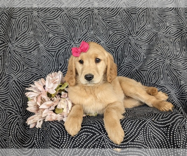 Medium Photo #5 Golden Retriever Puppy For Sale in KIRKWOOD, PA, USA