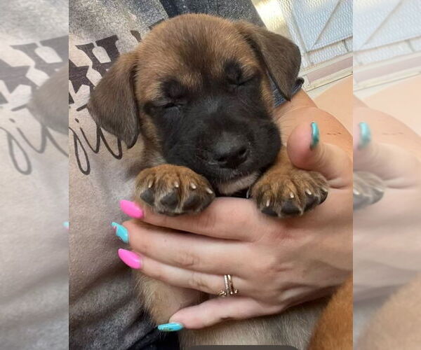 Medium Photo #1 Labrador Retriever-Unknown Mix Puppy For Sale in Dana Point, CA, USA