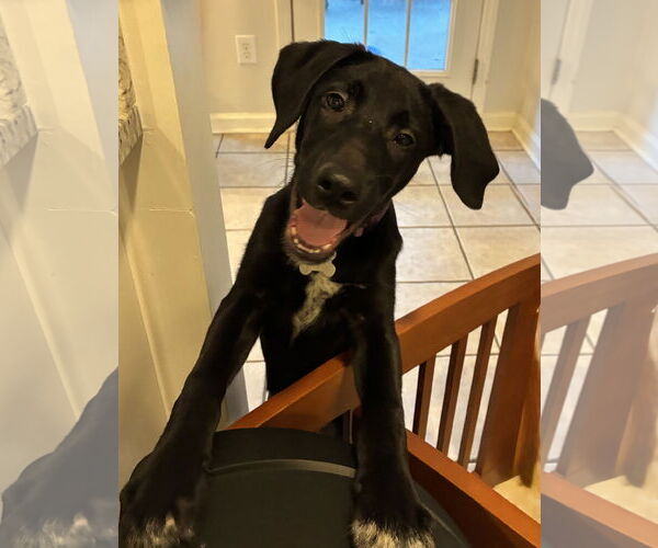 Medium Photo #1 Labrador Retriever-Unknown Mix Puppy For Sale in Holly Springs, NC, USA