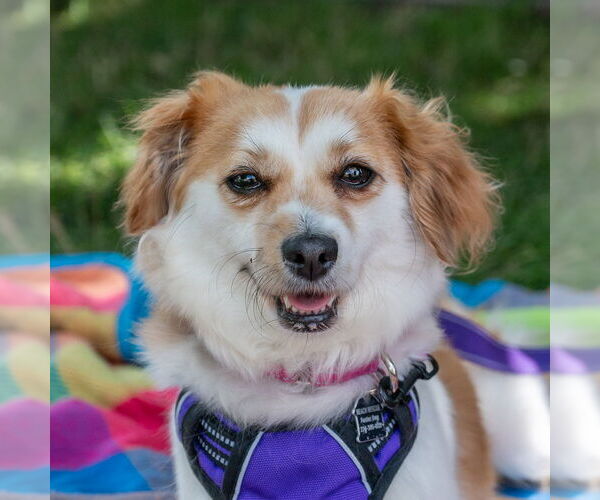 Medium Photo #13 Mutt Puppy For Sale in Mundelein, IL, USA