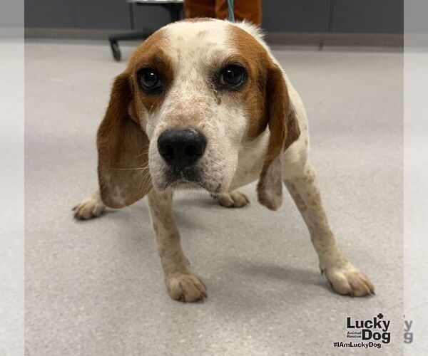 Medium Photo #3 Beagle-Unknown Mix Puppy For Sale in Washington, DC, USA