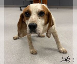Ernesto - Male Beagle-Unknown Mix Dog for Adoption - Photo #3