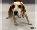 Small #2 Beagle Mix