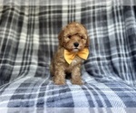 Small #7 Cavapoo