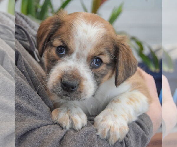 Medium Photo #3 Boxador Puppy For Sale in Huntley, IL, USA
