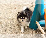 Small #4 Pomeranian