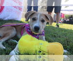 Small #2 Labrador Retriever Mix