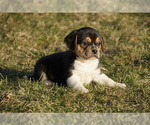 Small Photo #5 Puggle Puppy For Sale in FREDERICKSBG, OH, USA
