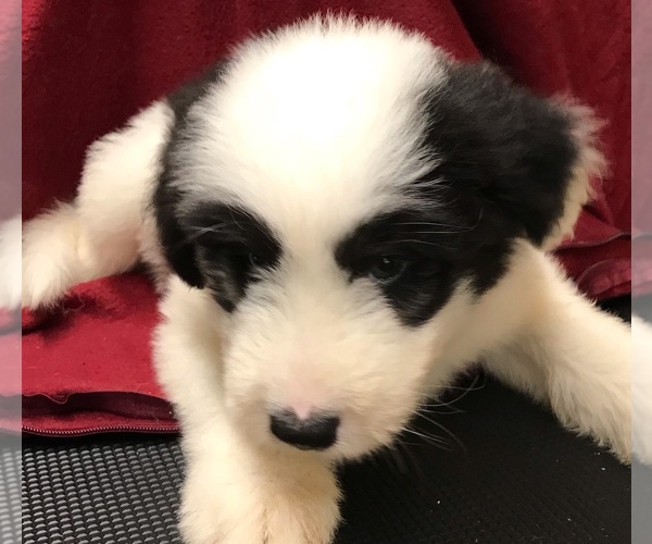 Medium Photo #1 Old English Sheepdog-Siberian Husky Mix Puppy For Sale in WAKE FOREST, NC, USA