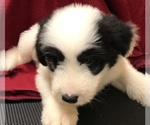 Small Photo #1 Old English Sheepdog-Siberian Husky Mix Puppy For Sale in WAKE FOREST, NC, USA