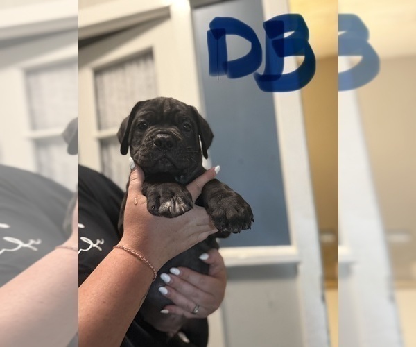 Medium Photo #1 Cane Corso Puppy For Sale in HIGHLAND HEIGHTS, OH, USA