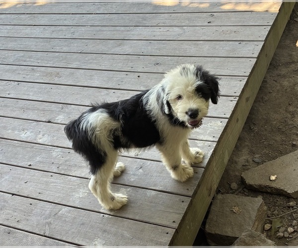 Medium Photo #7 Australian Shepherd-Old English Sheepdog Mix Puppy For Sale in BROKEN BOW, OK, USA