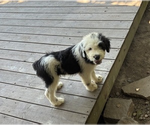 Medium Australian Shepherd-Old English Sheepdog Mix