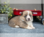 Small #2 Pembroke Welsh Corgi
