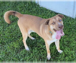 Bruno Mars - Male Mountain Cur-Siberian Husky Mix Dog for Adoption - Photo #5