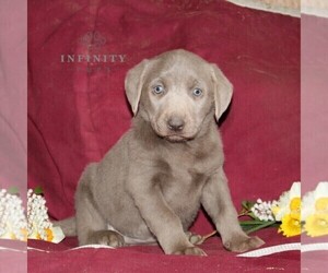 Labrador Retriever Puppy for Sale in STEWARTSTOWN, Pennsylvania USA