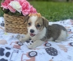 Small Pembroke Welsh Corgi
