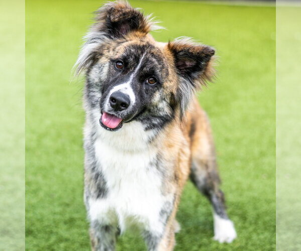 Medium Photo #3 Collie-Unknown Mix Puppy For Sale in Hilton Head, SC, USA