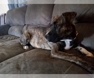 American Pit Bull Terrier-Unknown Mix Puppy for sale in HAMDEN, OH, USA