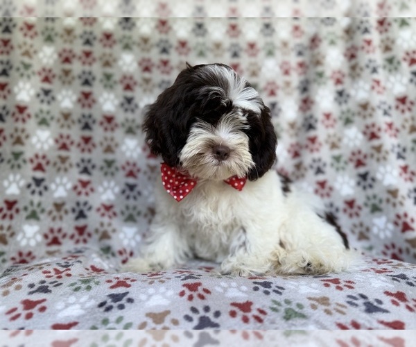 Medium Photo #4 ShihPoo Puppy For Sale in LAKELAND, FL, USA