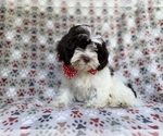 Small #3 ShihPoo