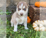 Small Photo #4 Siberian Husky Puppy For Sale in EAST HERKIMER, NY, USA