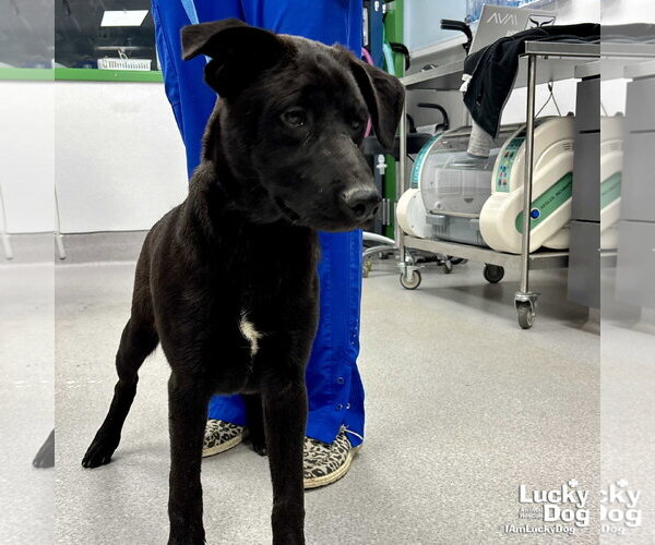Medium Photo #2 Retriever -Unknown Mix Puppy For Sale in Washington, DC, USA