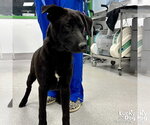 Small #1 Retriever  Mix
