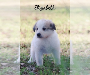 Great Pyrenees Puppy for sale in BARRY, TX, USA