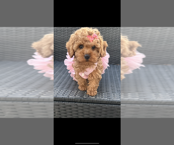 Medium Photo #2 Poodle (Toy) Puppy For Sale in PLAINFIELD, IL, USA
