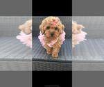 Small #1 Poodle (Toy)