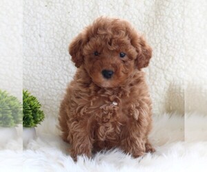 Poodle (Miniature) Puppy for sale in FREDERICKSBURG, OH, USA