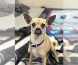 Chihuahua Dogs for adoption in Fort Wayne, IN, USA