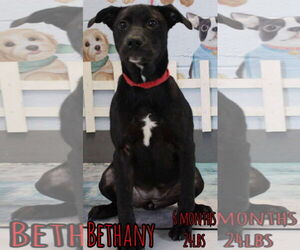 Retriever -Unknown Mix Dogs for adoption in Woodbury, NY, USA