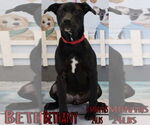 Small Retriever  Mix